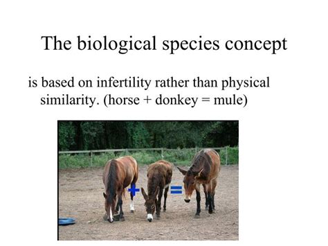 PPT - The Origin of Species PowerPoint Presentation - ID:5522367