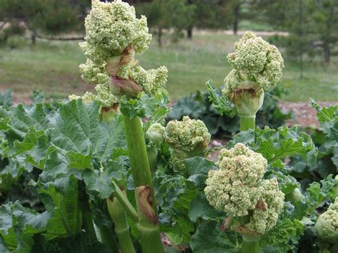 Rhubarb Varieties – High Altitude Rhubarb – Organic Farm & Nursery