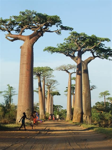 Madagascar's Baobab Trees : r/pics