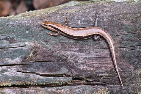 Skink In Early Spring Here In Arkansas