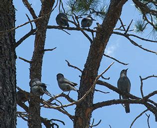 Wildlife at Devils Tower | Karen Richardson Art Studio