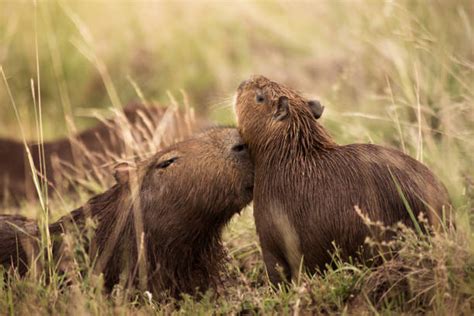 Capybara Teeth Stock Photos, Pictures & Royalty-Free Images - iStock