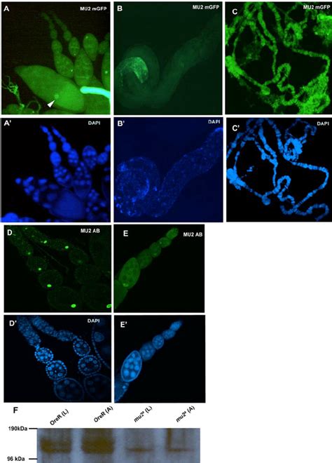 Localization of MU2 protein. (A) Ovaries transgenic for mGFP-tagged MU2 ...