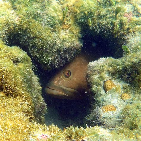 Red Grouper habitat ecology | Robert Dodge Ellis