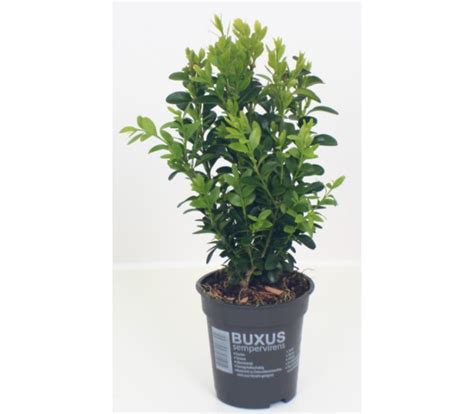 Buxus sempervirens | Green Solutions