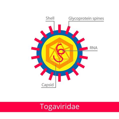 Adenoviridae. Classification of Viruses Stock Vector - Illustration of ...