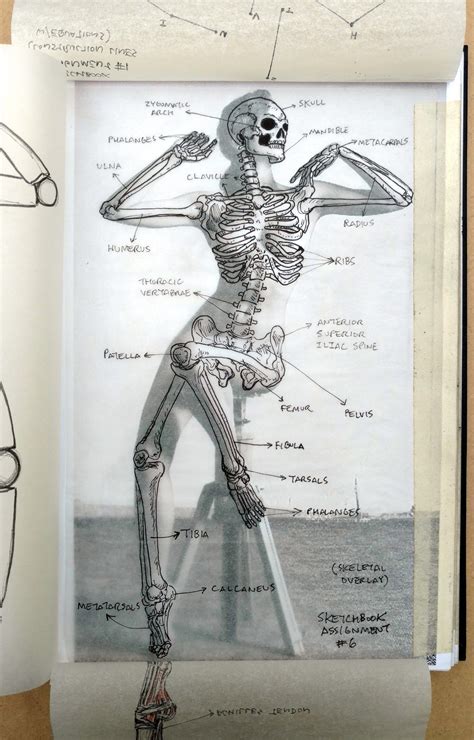 Mejores Imagenes De Anatomy Bones Anatomia Artistica Anatomia Images ...