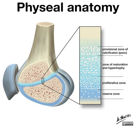 Radiopaedia - Drawing Growth plate anatomy - English labels | AnatomyTOOL