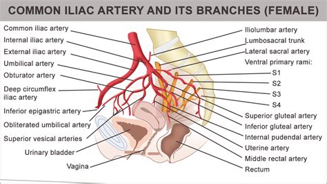 Internal Iliac Artery Branches - RayneatHebert