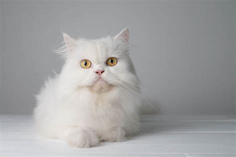 White Persian Cat: Facts, Origin & History (With Pictures) | Hepper