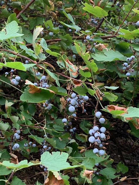 Red Flowering Currant — Tapteal Native Plants