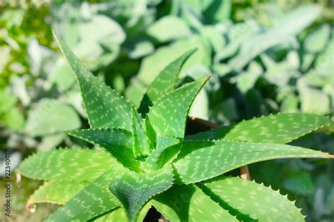 "aloe vera plant in sunlight" Stockfotos und lizenzfreie Bilder auf ...