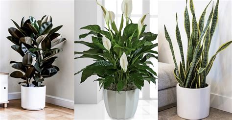 8 Air Purifier Plants That Are Must Have For Your Home To Beat The ...