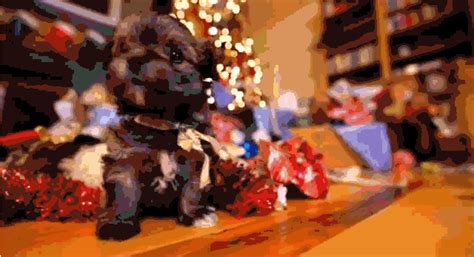 christmas dog gifs | WiffleGif