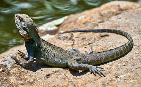 Lizards of Australia - Steve Lees Photography