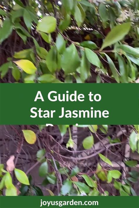 Pruning A Star Jasmine Vine: When and How To Do It [Video] [Video ...