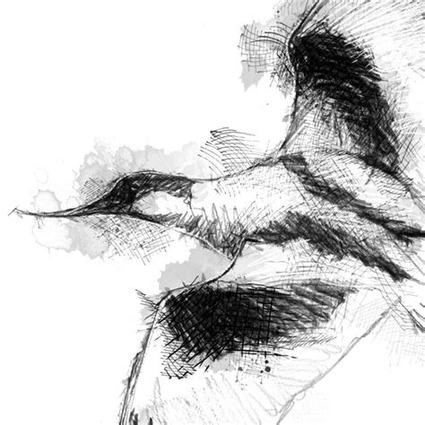 Avocet flight sketch | SeanBriggs