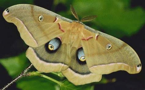 Polyphemus Moth (Antheraea polyphemus) - Facts and Pictures