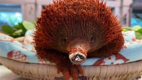 Meet an adorable, spiky baby echidna