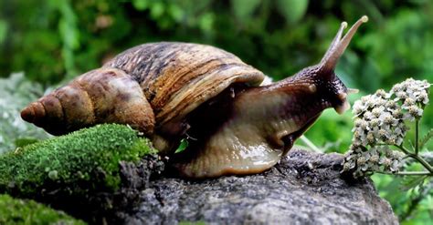 Giant African Land Snail Pictures - AZ Animals