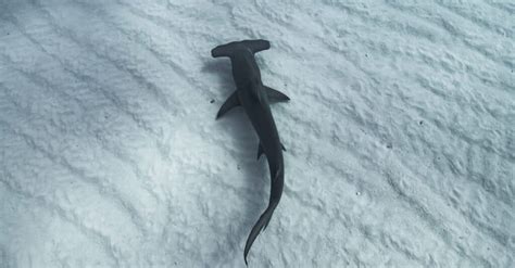 What’s a Baby Hammerhead Shark Called + 4 More Facts! - A-Z Animals