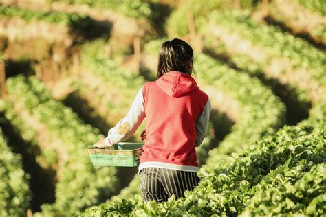 A worker on a strawberry farm - Verité