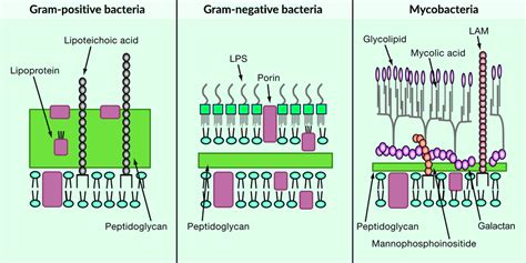 Cell Envelope - Definition, Classification, Types, Functions ...