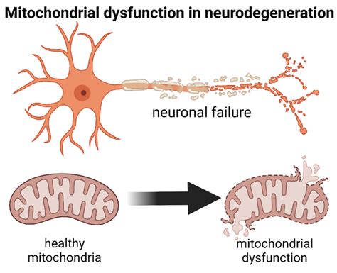 IJMS | Free Full-Text | Exploring Molecular Targets for Mitochondrial ...