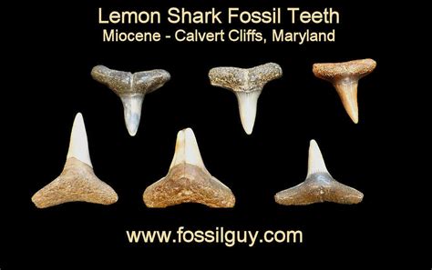 Fossil Shark Tooth Identification for Calvert Cliffs of Maryland ...