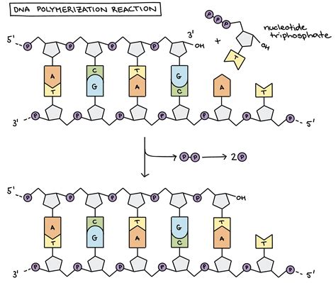 Rna Polymerase Reaction