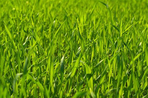 The Best Grass For Texas - The Complete Guide - Essential Home and Garden