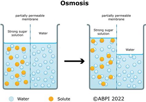 Diffusion, osmosis and active transport