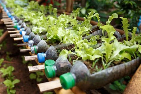 Turn plastic bottles into container gardens | Starting a vegetable ...