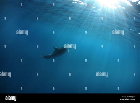 Indo-Pacific Bottlenose Dolphin, South Africa Stock Photo - Alamy