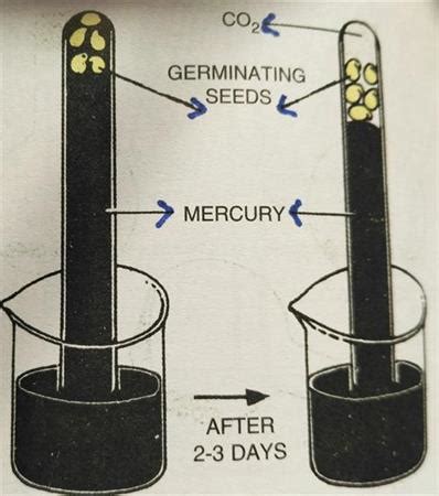 An experiment to demonstrate anaerobic respiration in germinating seeds