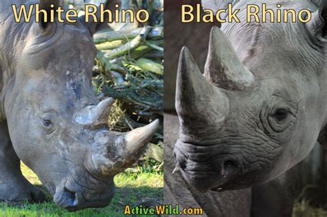 Black Rhino Facts For Kids: Rhinoceros Pictures, Information & Video