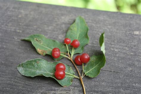 Red Berries - Edible or Not Edible? - GettyStewart.com