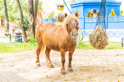 Mini Dwarf Horse in a Pasture at a Farm Stock Image - Image of little ...