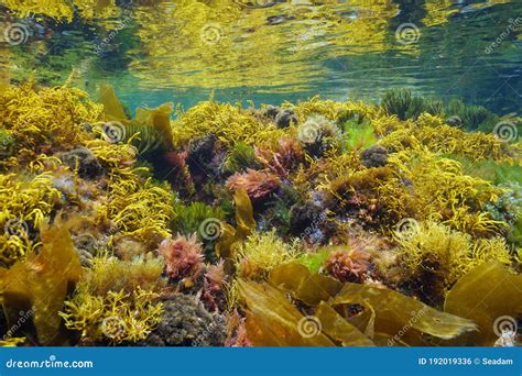 Underwater Colorful Seaweeds Atlantic Ocean Stock Photo - Image of ...