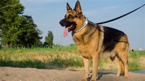 Best Harness for German Shepherd | My Dog Training Collar