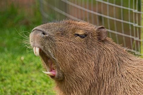 Look at those sharp teeth! : r/capybara