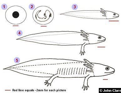 axolotl life cycle