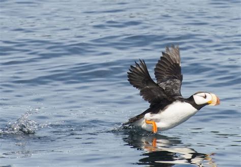 Seward Ressurection Bay Wildlife Cruise | Alaska Shore Excursions