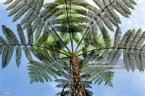 Tree Ferns Tropical Cloud Forest Manu National Park Peru High-Res ...