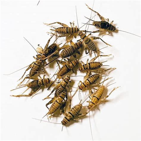 NutriCricket 110 Live Banded Crickets (Large (3/4" +)) - Insect Gourmet ...