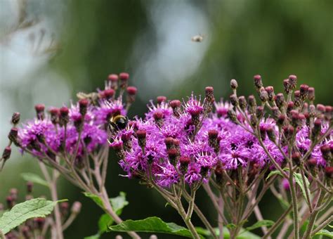 Vernonia glauca (Appalachian Ironweed, Broadleaf Ironweed, Tawny ...