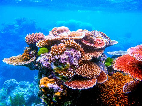 ESA - The Great Barrier Reef is home to hundreds of types of coral