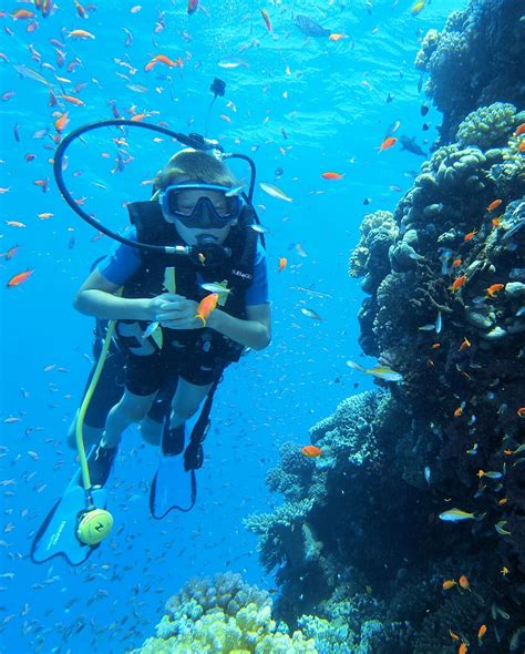 Colorful reef in the Red Sea. Perfect for discover scuba diving with ...