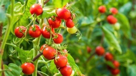 Cherry Tomato Plant Spacing - How Far Apart To Plant Cherry Tomatoes