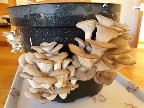 Oyster Mushroom Plant Pot Kit » Gourmet Woodland Mushrooms